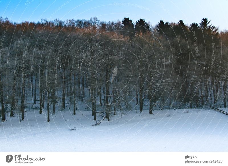 winter morning atmosphere Environment Nature Landscape Plant Sky Winter Climate Weather Beautiful weather Ice Frost Snow Tree Forest Growth Hiking Cold