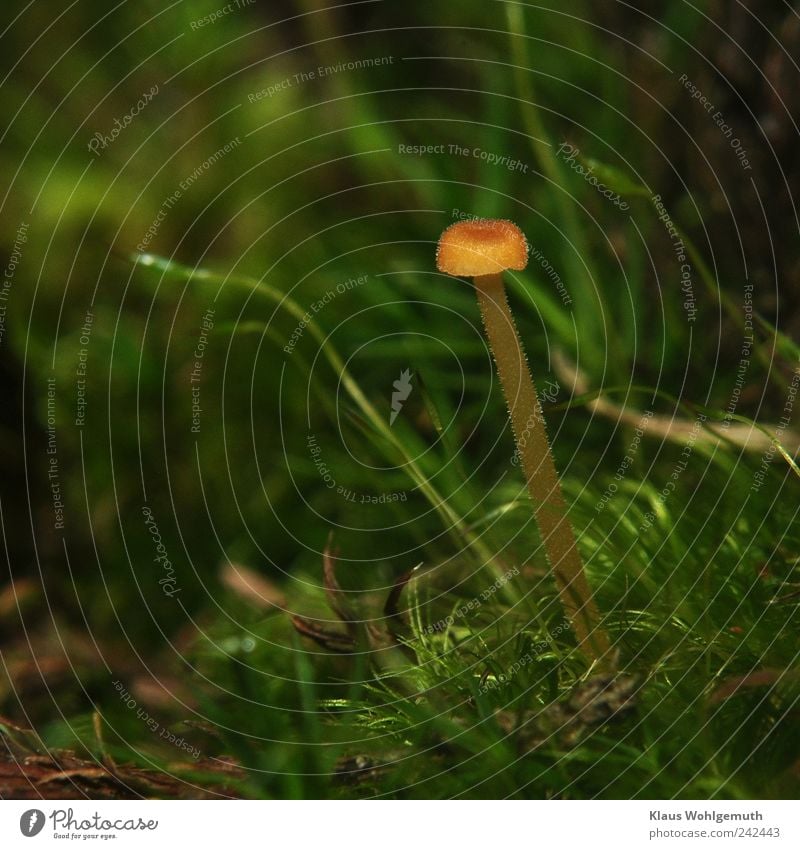 Small mushroom ( navel ring) in moss Expedition Summer Environment Nature Autumn Plant Moss Mushroom Mushroom cap mushroom stalk Virgin forest Stand Growth