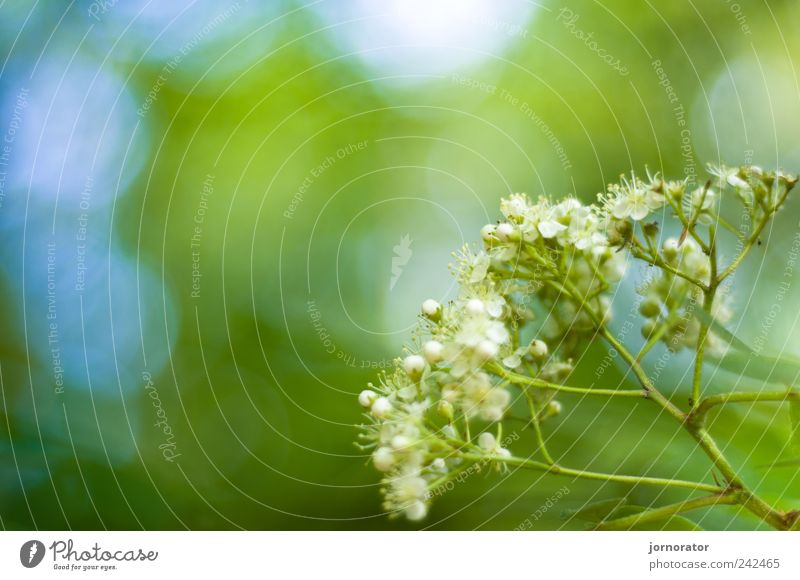 lime trees in lime trees Nature Plant Tree Blossom Blossoming Fragrance Happiness Fresh Blue Yellow Green Spring fever Colour photo Exterior shot