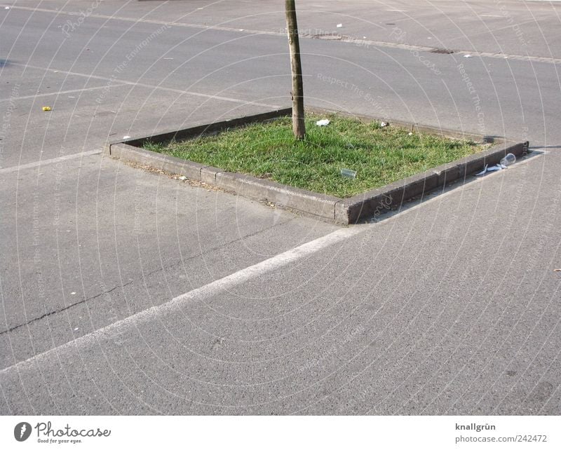 habitat Environment Plant Elements Earth Beautiful weather Tree Grass Places Stand Sharp-edged Small Gray Green Loneliness Nature Arrangement Far-off places