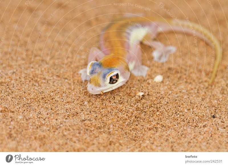 Desert gecko - Pachydactylus rangei Beautiful Leisure and hobbies Far-off places Safari Expedition Environment Nature Animal Earth Sand Fog Namib desert Namibia