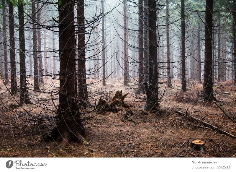 forest Trip Hiking Workplace Agriculture Forestry Renewable energy Energy crisis Nature Plant Bad weather Fog Rain Tree Wood To dry up Growth Fear Esthetic