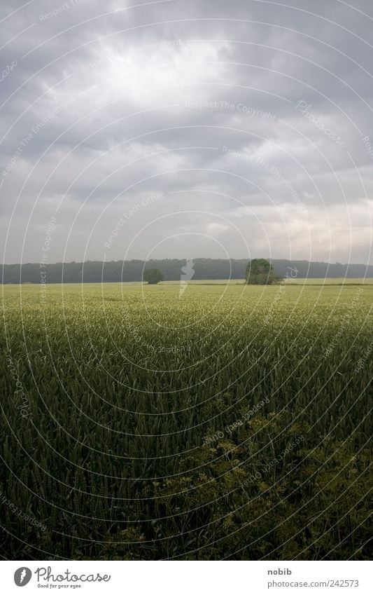 on the island of Rügen Vacation & Travel Summer Nature Landscape Clouds Storm clouds Horizon Weather Agricultural crop Field Baltic Sea Blossoming Fragrance