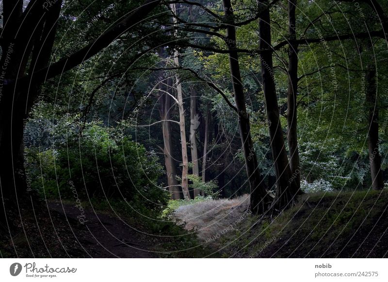 in the woods there... Nature Landscape Tree Forest Virgin forest Dark Creepy Gray Green Black Anticipation Sadness Apocalyptic sentiment lichtoasis Colour photo