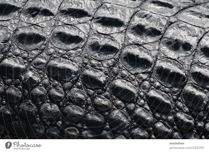 crocodile skin Animal Elements Earth Drought River Desert Wild animal Scales Pelt Zoo Crocodile Alligator 1 Leather Line Touch Discover To hold on Old Dark