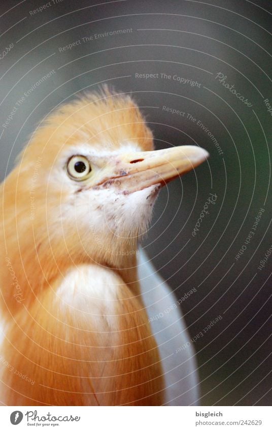 Kuala Lumpur Bird Park III Animal face Eyes Beak Feather 1 Gold Colour photo Exterior shot Deserted Shallow depth of field Animal portrait