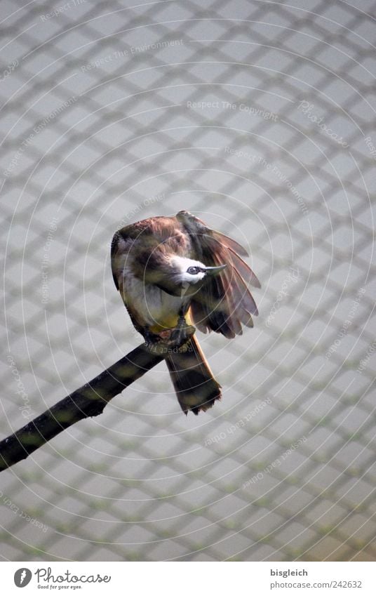 Kuala Lumpur Bird Park IV Wing 1 Animal Brown Beak Eyes Tails Branch Grating Mesh grid Colour photo Exterior shot Deserted Copy Space top Shallow depth of field