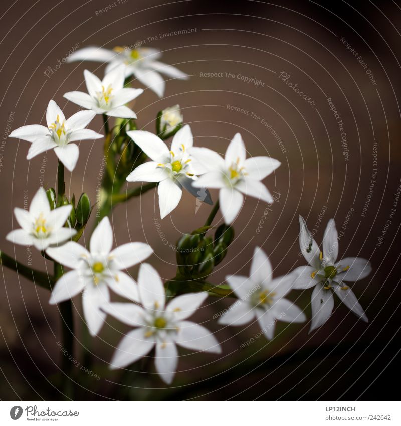 Flowers for aines Summer Garden Nature Plant Park Meadow Happy Beautiful Small Wild Soft Yellow White Romance Environment Transience Colour photo Exterior shot