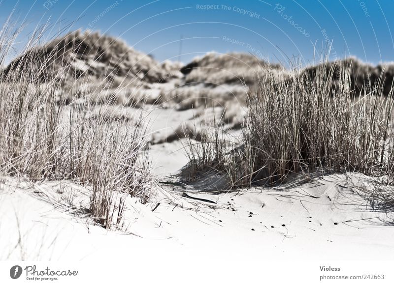 Spiekeroog. Dunegrass whispers. Nature Landscape Sand Summer Beach Relaxation To enjoy Marram grass Blade of grass Colour photo Exterior shot Deserted Blur