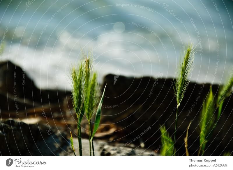 water mood Far-off places Freedom Summer Summer vacation Environment Nature Plant Elements Water Beautiful weather Grass Bushes Leaf Foliage plant Wild plant