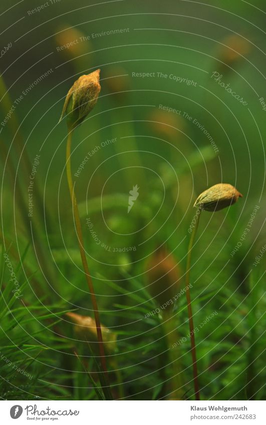 Juniper- Widerton moss.   Spore capsules with "protective cover Summer Plant Moss Wild plant Stand Carrying Brown Gold Green Idyll Forest Woodground Mysterious