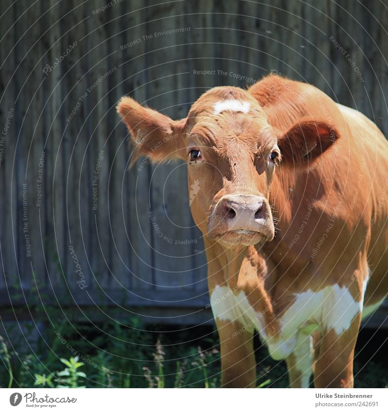 Don't look like that! Animal Grass Farm animal Cow Animal face 1 Observe Looking Stand Natural Curiosity Brown Hut mountain alp Spotted mountain cattle