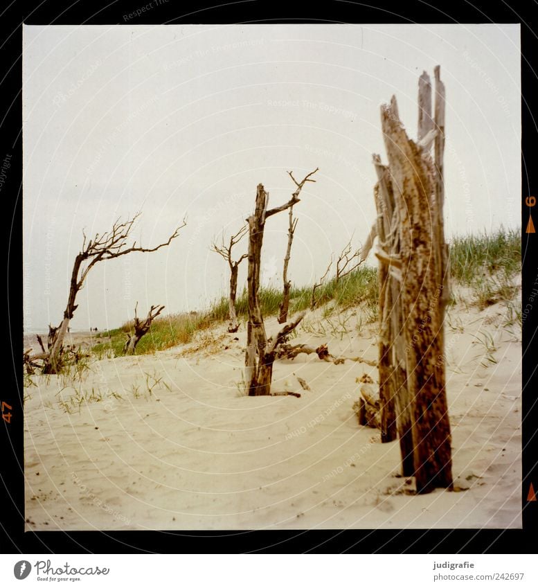 western beach Environment Nature Landscape Plant Tree Grass Coast Beach Baltic Sea Ocean Sand Wood To dry up Exceptional Natural Wild Moody Transience Change