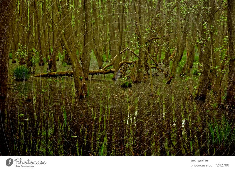 Darßwald Environment Nature Landscape Plant Water Tree Wild plant Forest Virgin forest Darss Growth Exceptional Dark Natural Moody Calm Bog Colour photo