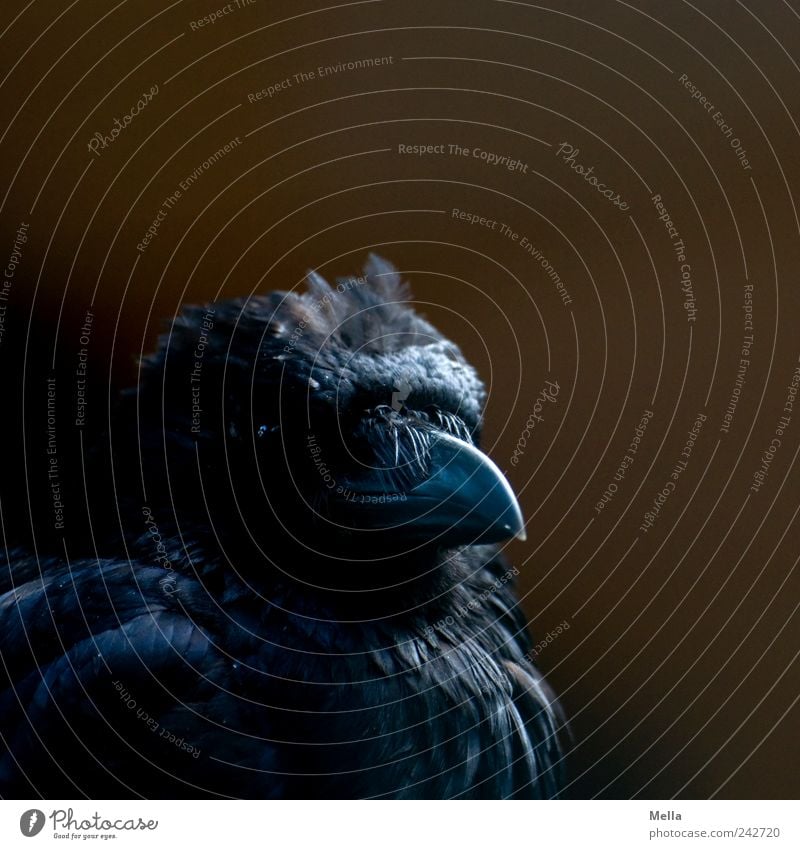 Black Bibo Animal Bird Crow Beak Feather Plumed 1 Looking Dark Near Pride Esthetic Colour photo Subdued colour Close-up Deserted Shadow Animal portrait