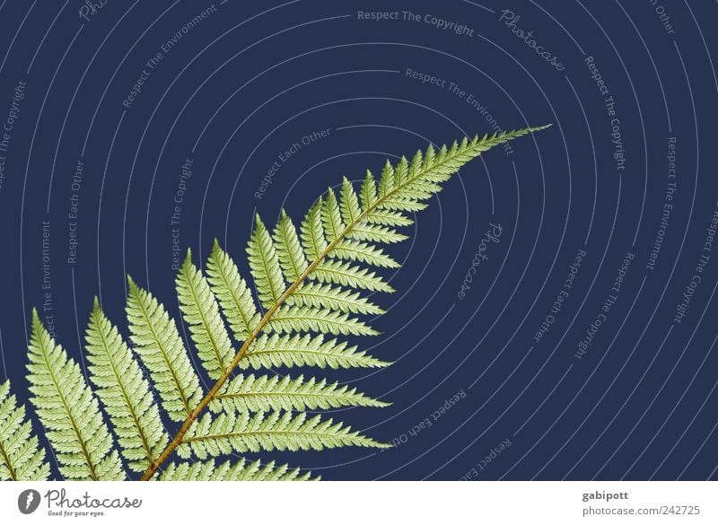 we FARN soon on vacation :) Nature Plant Summer Fern Friendliness Happiness Natural Blue Green Brave Passion Contentment Optimism Symmetry Structures and shapes