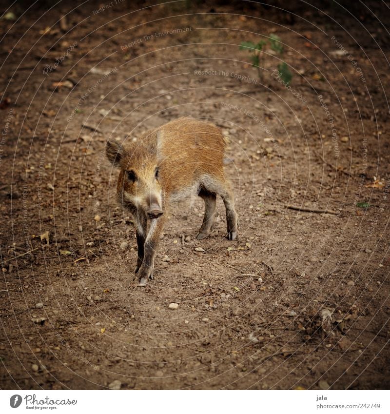 little sow Nature Animal Wild animal Wild boar 1 Baby animal Looking Free Beautiful Brown Young boar Colour photo Exterior shot Deserted Copy Space left