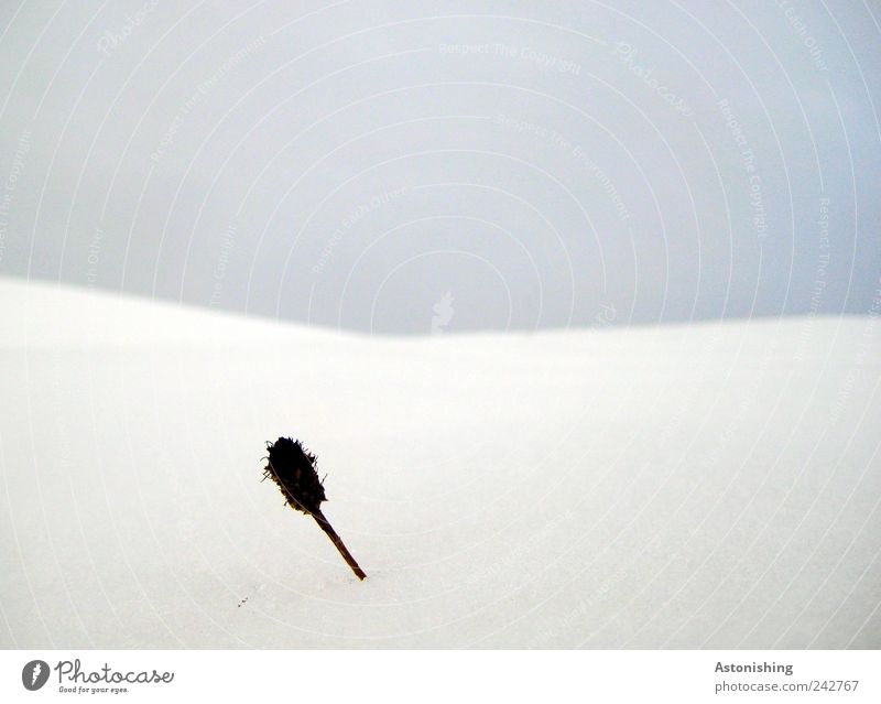 the last Environment Nature Landscape Sky Winter Bad weather Plant Flower Hill Small Blue Black White Cold Horizon Tilt Colour photo Exterior shot Deserted