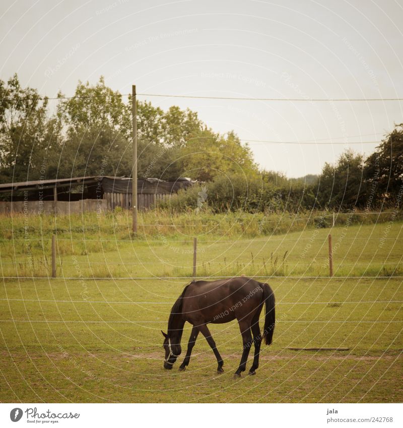 pasture Nature Plant Sky Tree Grass Bushes Foliage plant Meadow Animal Horse 1 Beautiful Pasture Colour photo Exterior shot Deserted Copy Space top Day