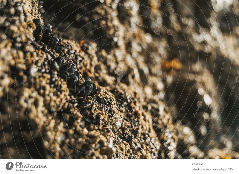 Barnacles on the stones of the beach of Las Catedrales, Lugo, Spain Seafood Life Beach Ocean Gastronomy Group Animal Sand Rock Coast Group of animals Wood