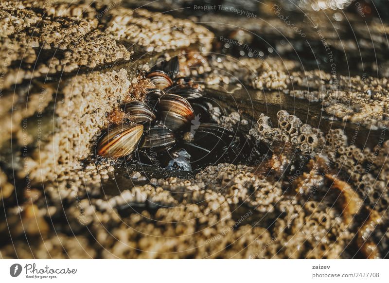 Barnacles on the stones of the beach of Las Catedrales, Lugo, Spain Seafood Life Beach Ocean Gastronomy Group Environment Nature Animal Sand Rock Coast