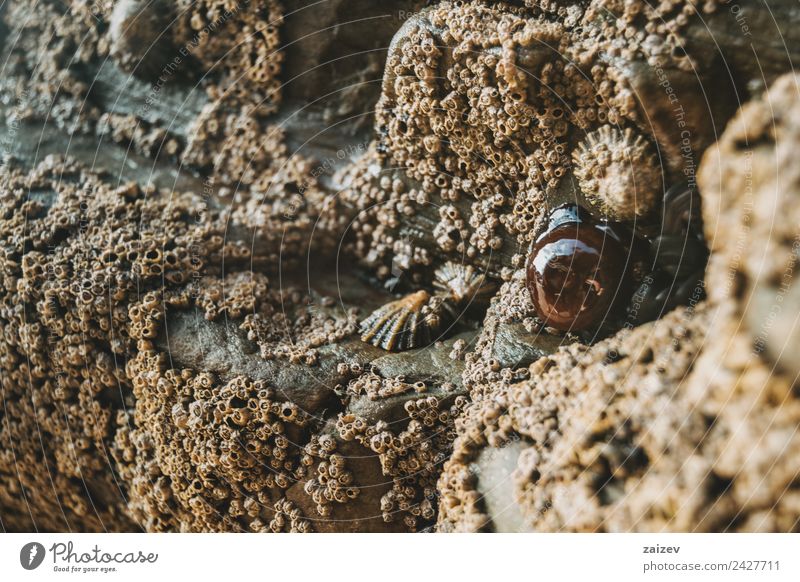 Barnacles on the stones of the beach of Las Catedrales, Lugo, Spain Seafood Life Beach Ocean Gastronomy Group Animal Sand Rock Coast Wood Delicious Natural