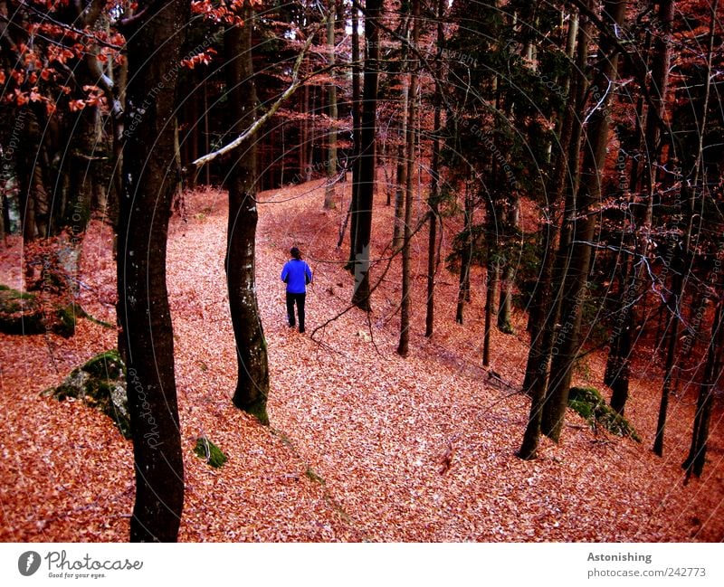 The Hiker Human being Masculine Man Adults Back Legs 1 Environment Nature Landscape Plant Earth Autumn Tree Forest Lanes & trails Going Blue Red Black Stone