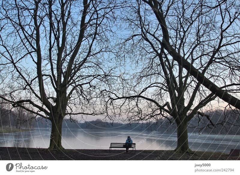 silent 1 Human being Cloudless sky Beautiful weather Tree Park Lakeside To enjoy Looking Sit Wait Authentic Free Gigantic Large Tall Cold Natural Original