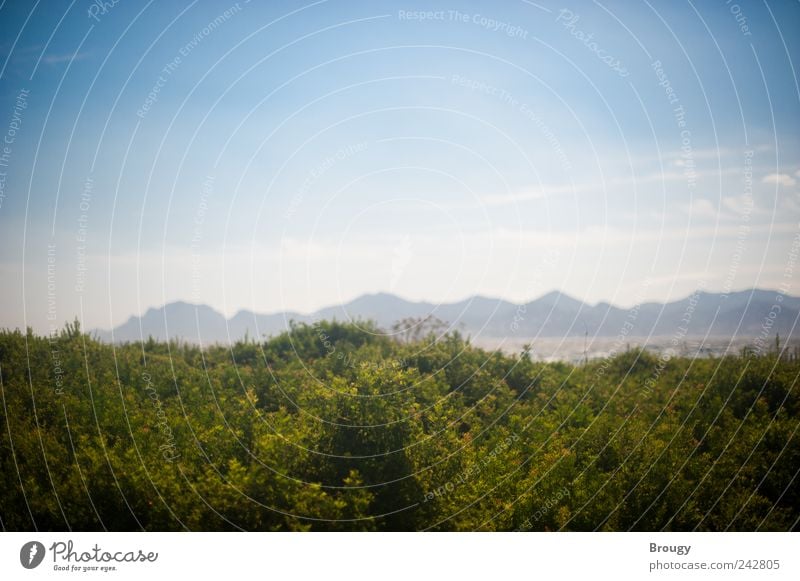 Landscape with shrubs in front of sea panorama with mountains Vacation & Travel Tourism Trip Far-off places Freedom Summer Summer vacation Beach Ocean Island