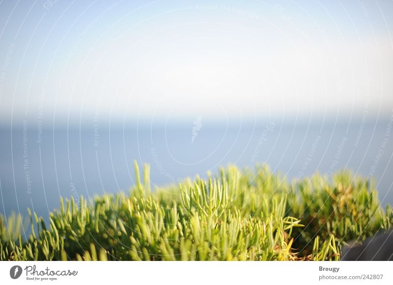 Bright green grass in front of sea panorama on the horizon Vacation & Travel Tourism Trip Far-off places Freedom Summer Summer vacation Sunbathing Beach Ocean