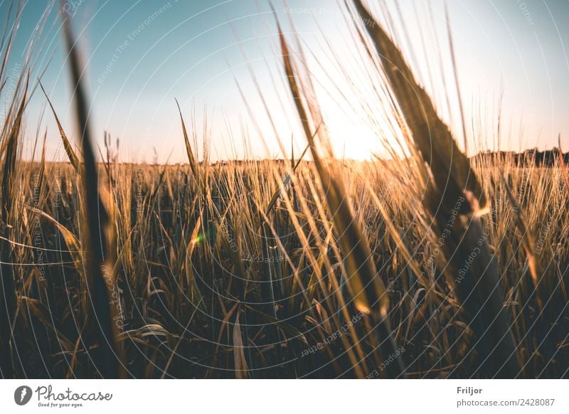 Village life. Environment Nature Landscape Plant Cloudless sky Horizon Sunrise Sunset Summer Beautiful weather Agricultural crop Field Illuminate Esthetic