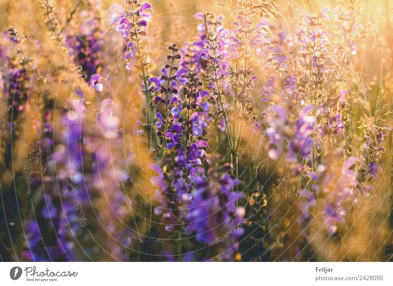 bee pasture Nature Landscape Plant Sunrise Sunset Sunlight Summer Beautiful weather Flower Blossom Foliage plant Meadow Field Esthetic Yellow Gold Violet Orange