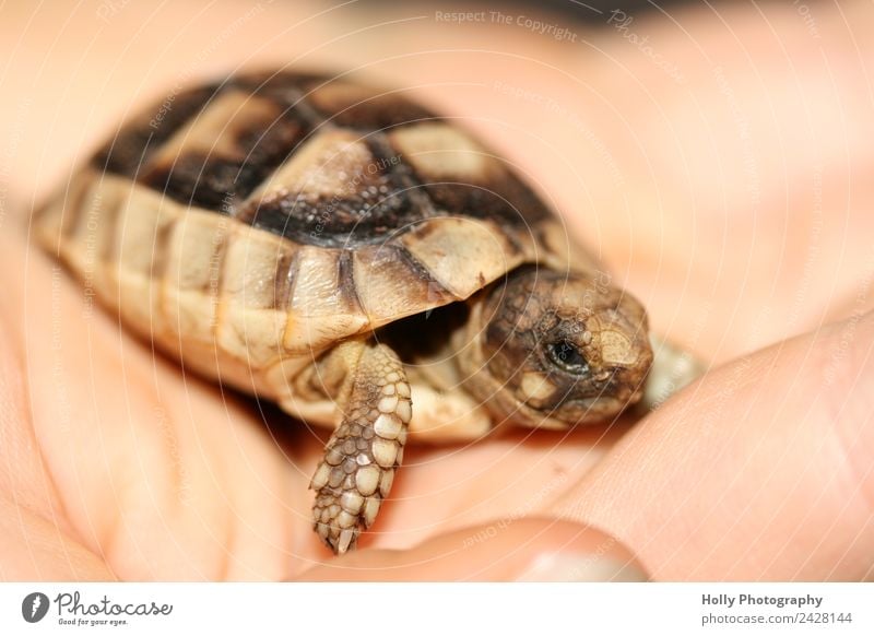 baby turtle Hand Wild animal Scales 1 Animal Baby animal Small Turtle Shell Reptiles Slip Living thing Tortoise Greek tortoise Beautiful Winter Needy Helpless