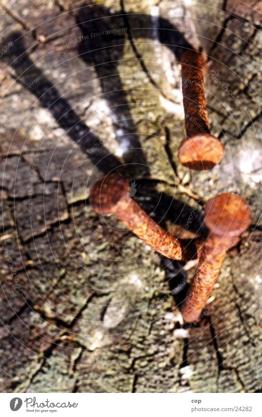 rusty nails Nail Obscure Tree trunk Rust Macro (Extreme close-up)