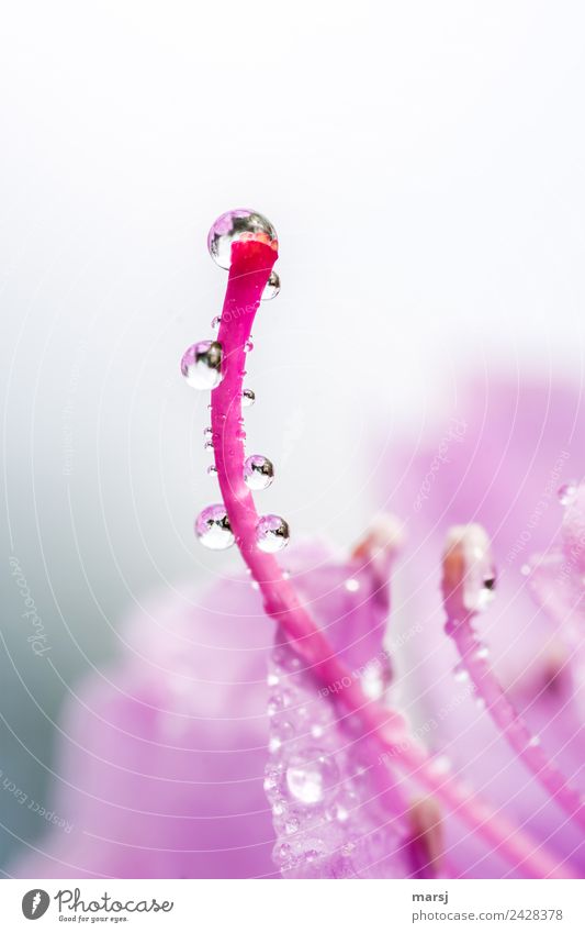 Blossom with droplets Life Plant Drops of water Spring Pistil Rhododendrom Small Wet Natural Pink Power Purity Refreshment Pure Clarity Colour photo