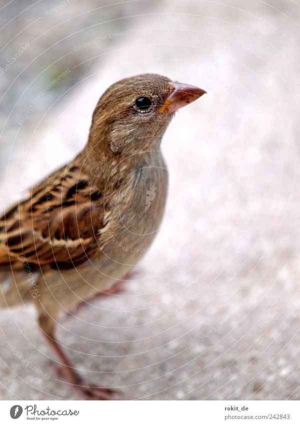 Cheeky Piepmatz Animal Bird Sparrow 1 Discover To fall Flying Looking Curiosity Under Brown Bravery Willpower Determination Love of animals Appetite Thirst