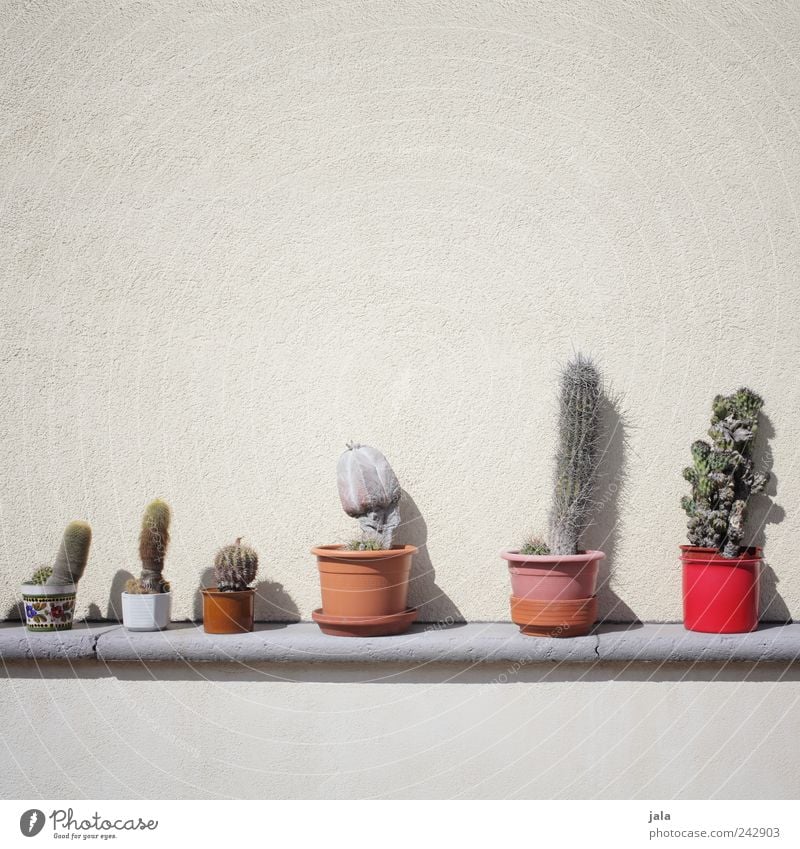 cactus-lover Plant Cactus Pot plant Wall (barrier) Wall (building) Facade Esthetic Good Collection Colour photo Exterior shot Deserted Copy Space top