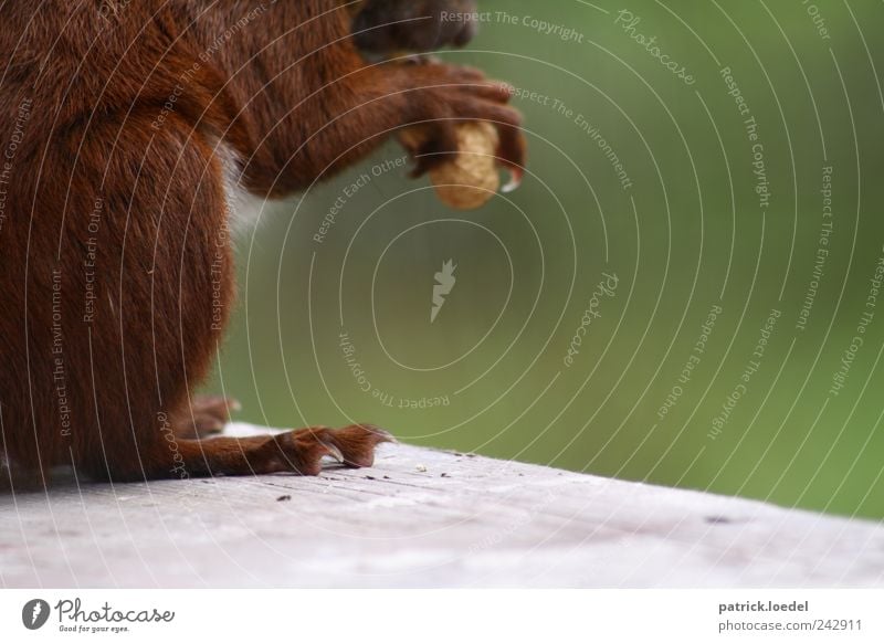 nutcrackers Environment Nature Animal Wild animal Squirrel 1 To feed Brown Green Nut Pelt Claw Feed Cute Paw Colour photo Subdued colour Exterior shot Close-up