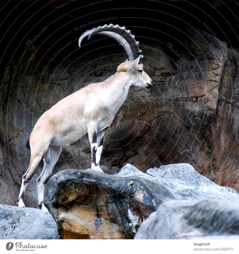 King of the mountains Wild animal Capricorn Antlers 1 Animal Brown Mountain Majestic Colour photo Subdued colour Exterior shot