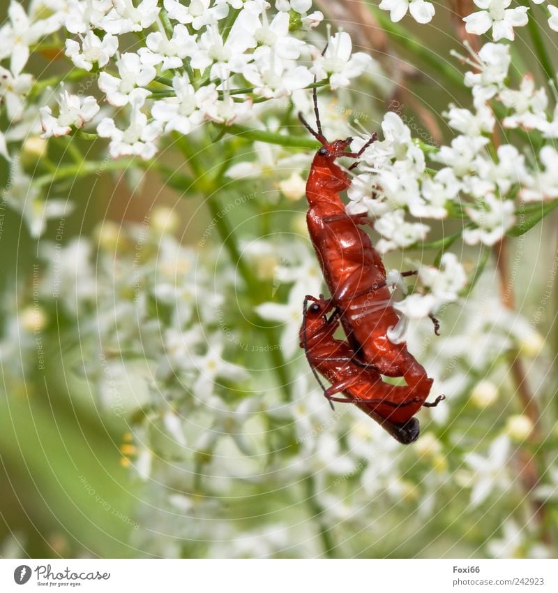 Soft beetle in happiness Nature Animal Sunlight Summer Plant Meadow Field Wild animal Beetle 2 Pair of animals Movement Together Green Red White Happy