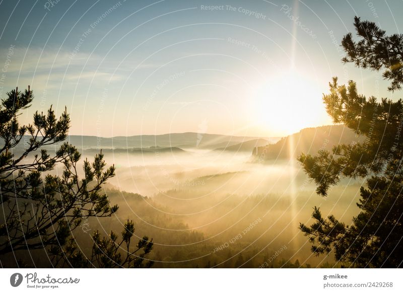 Sunrise in the mountains Nature Landscape Fog Forest Mountain Elbsandstone mountains Relaxation Hiking Bright Warmth Blue Yellow Gold Warm-heartedness Calm