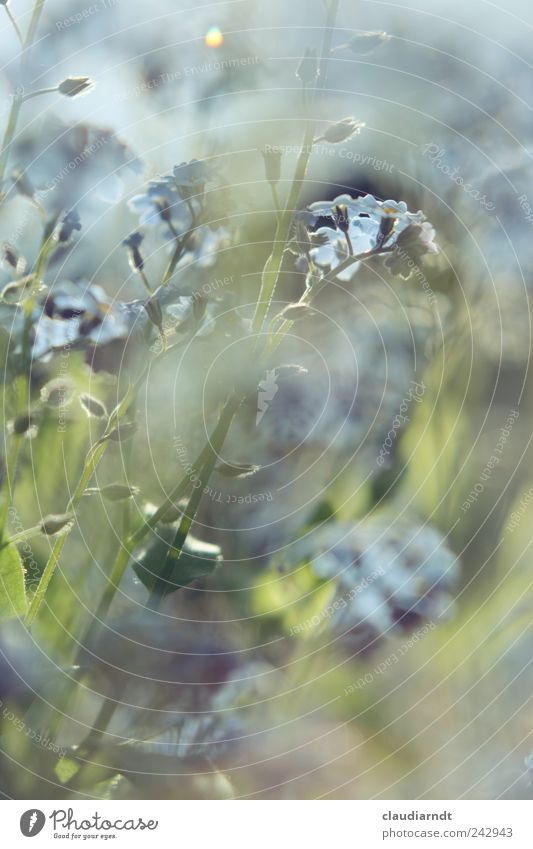 sea of flowers Nature Plant Summer Flower Forget-me-not Garden Blue Green Blossom Bud Blossoming Colour photo Close-up Detail Deserted Copy Space top