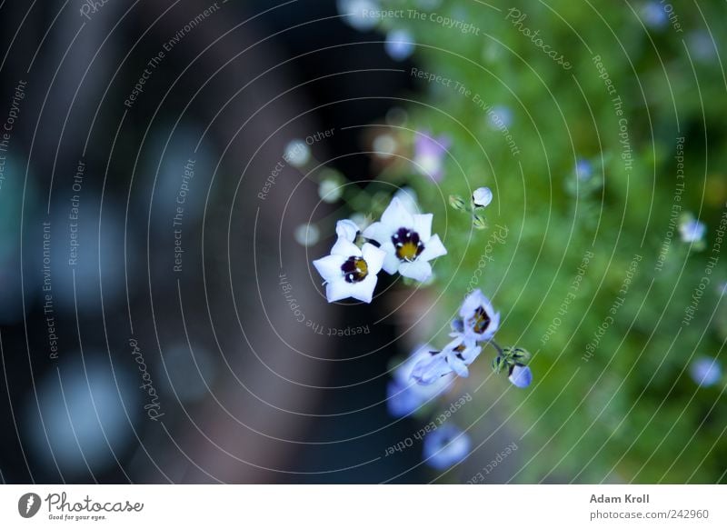 starry sky Nature Plant Flower Blossom Pot plant Garden Blue Brown Green Colour photo Exterior shot Close-up Detail Deserted Day Deep depth of field