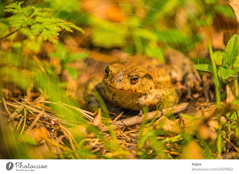 toad Nature Animal Wild animal Frog 1 Observe Sit Common toad Amphibian Brown Close-up Macro (Extreme close-up) fauna Poland Colour photo Deserted