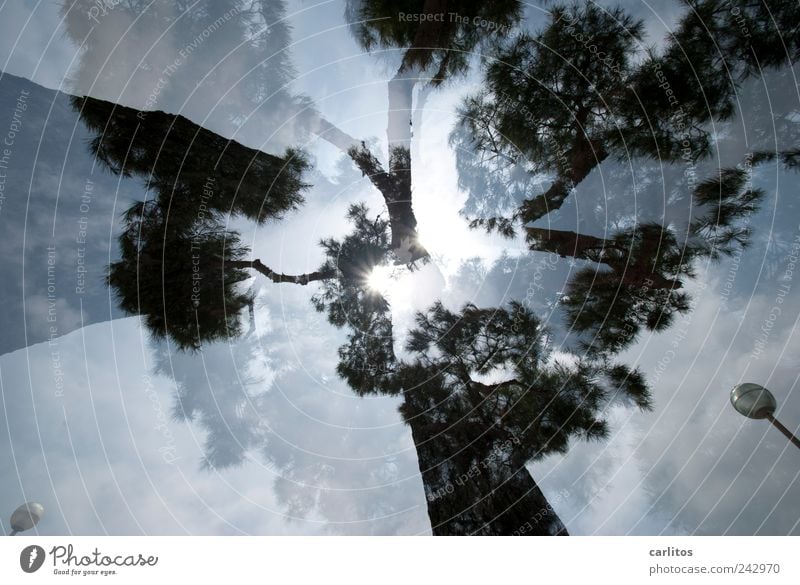 Buy photo Sun Summer Beautiful weather Tree Esthetic Stone pine Double exposure Dazzle Lantern Mediterranean Majorca Superimposed Black White Worm's-eye view