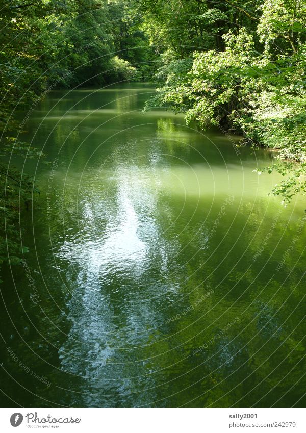 At the beautiful green Isar Environment Nature Landscape Plant Elements Summer Beautiful weather Tree River Cold Green Joie de vivre (Vitality) Serene Calm