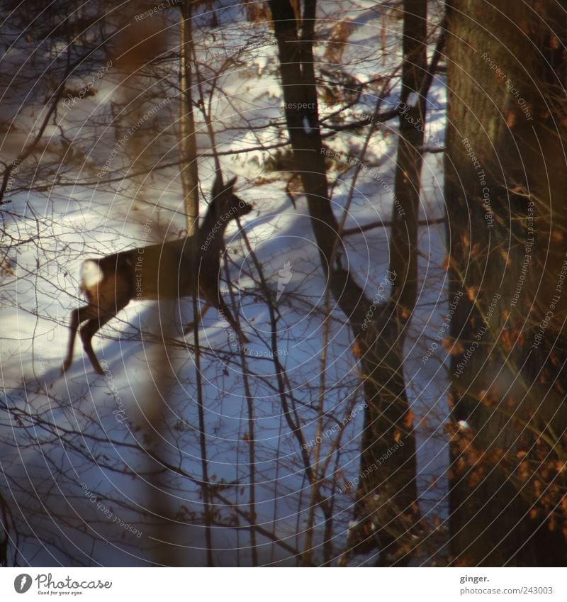 run. Snow Forest Animal Wild animal Roe deer 1 Baby animal Threat Walking Escape Protection Undergrowth Concealed Speed Going Twigs and branches White Brown