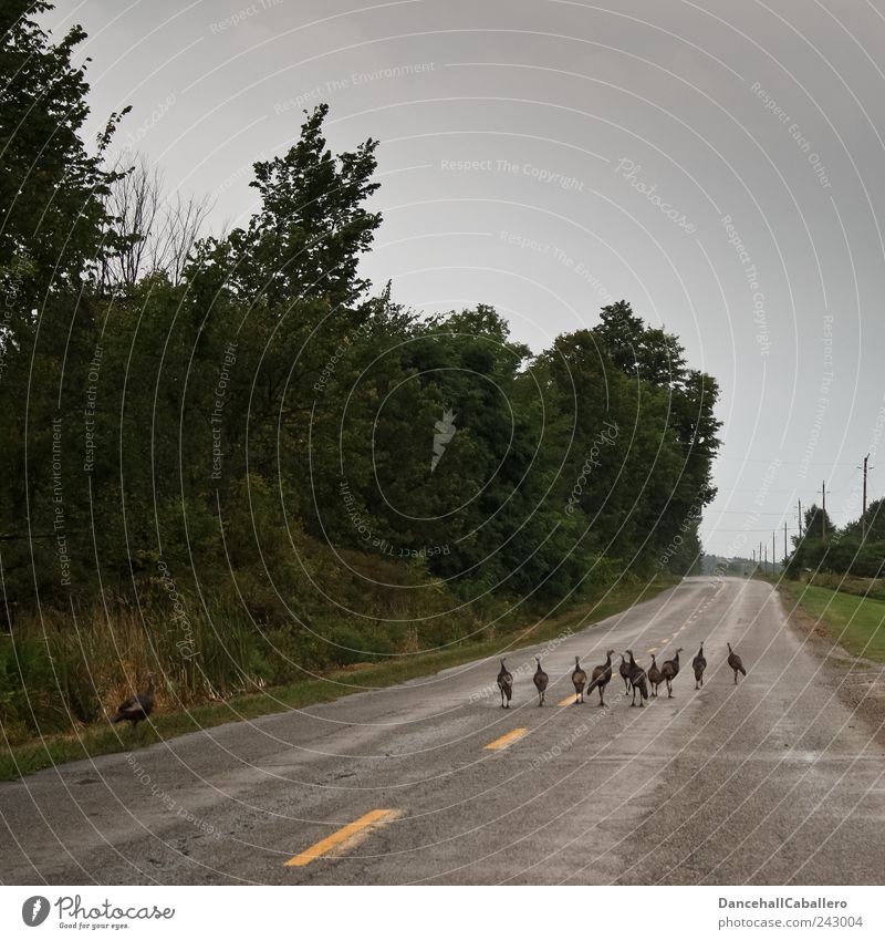 road block Nature Animal Bad weather Forest Traffic infrastructure Road traffic Street Wild animal Bird Flock Animal family Rebellious Brave Solidarity Resolve