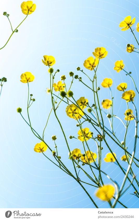 Buttercups and sky Nature Plant Sky Spring Summer Beautiful weather Flower Leaf Blossom Marsh marigold Crowfoot plants Meadow Blossoming Faded To dry up Growth