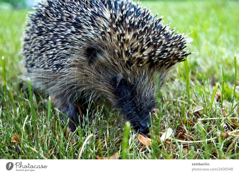 Little Western Hedgehog Garden Grass Garden plot Garden allotments Deserted Nature Lawn Summer Thorny Spine Copy Space Animal Meadow Face Animal portrait